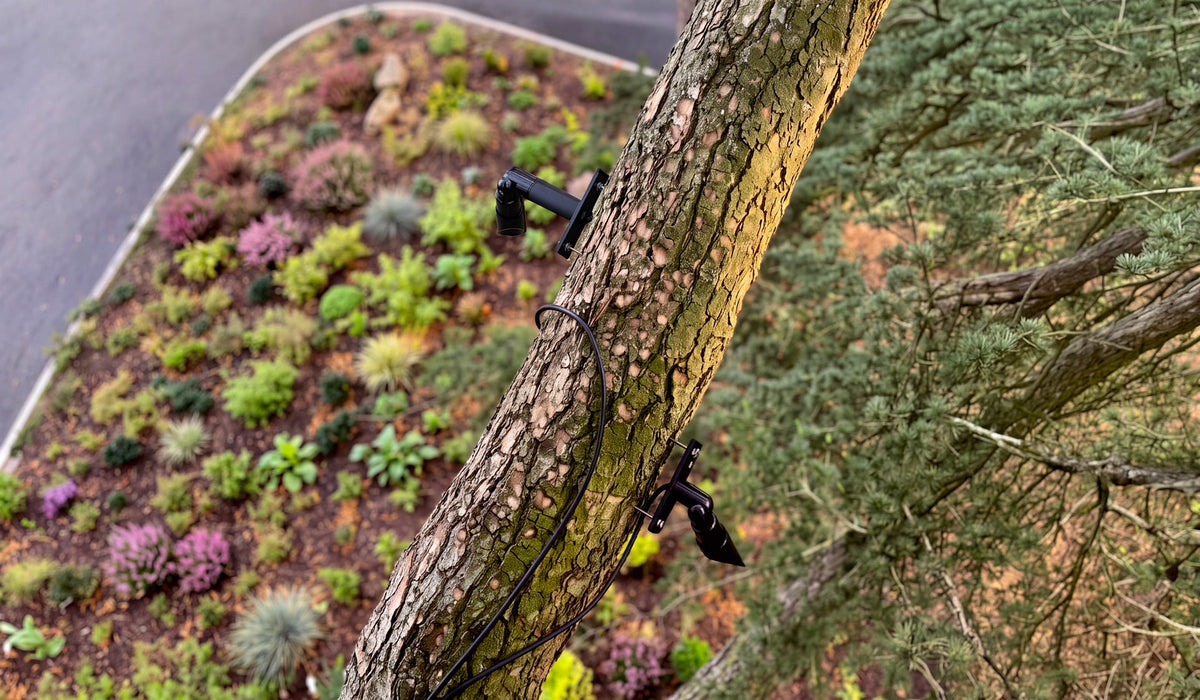 Two Tree Lights fixed to a tree trunk above a planted bed